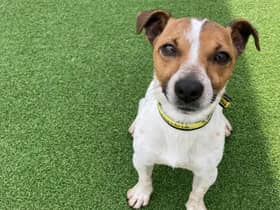 Kiwi is a three-year-old Jack Russell Terrier who is a charming little boy with lots of personality. Image: Dogs Trust