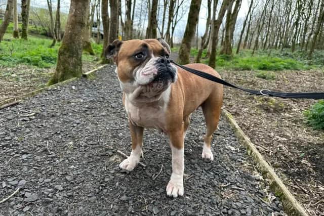Maggie is a three-year-old boxer/bulldog cross who is an absolute sweetheart. Image: Dogs Trust