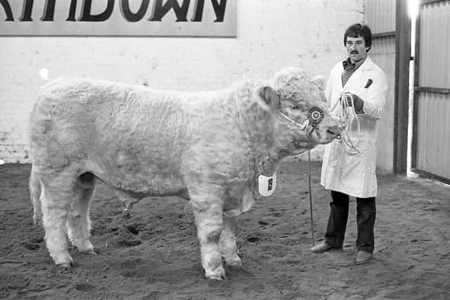 Pictured in November 1982 is Kenneth Veitch, Drumlone, Lisbellaw, Co Fermanagh, with the Charolais reserve supreme champion bull which made the top price of 2,100 guineas at a Charolais breed show and sale which was held at Portadown. Picture: Farming Life/News Letter archives