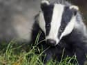 DAERA is proposing a badger cull