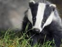 DAERA is proposing a badger cull