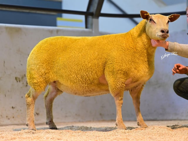 Lot 4 Selling for 2,000gns to D&S Cowan