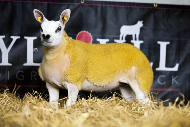 4.4k ewe lamb