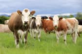 Cattle grazing. Picture: Cliff Donaldson