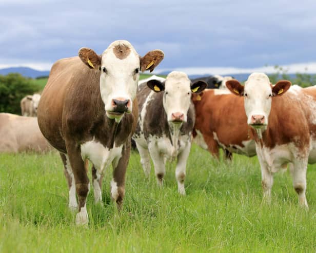 Cattle grazing. Picture: Cliff Donaldson