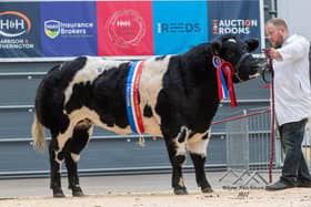 Topping the sale in Carlisle at the end of September this British Blue heifer from Laura Ervine and family at Knockagh, Newtownabbey made 5,200 gns.
