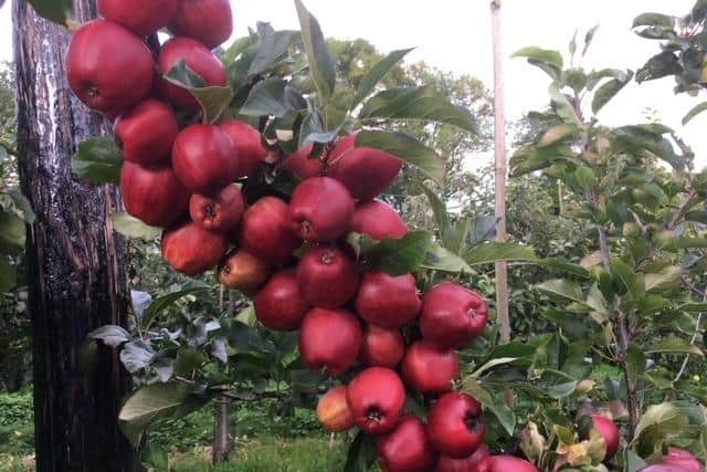 Royal Gala apples on a hedgerow system in the authors orchard. Pic: David Johnston