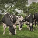Apply now for an Innovation Visit on improved nutrient utilisation on dairy farms