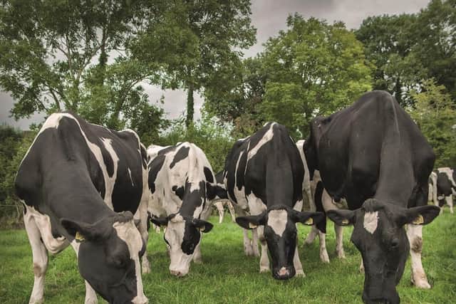 Apply now for an Innovation Visit on improved nutrient utilisation on dairy farms