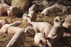 The chief vet has issued a warning of the threat posed by African Swine Fever. Pic: Getty Images
