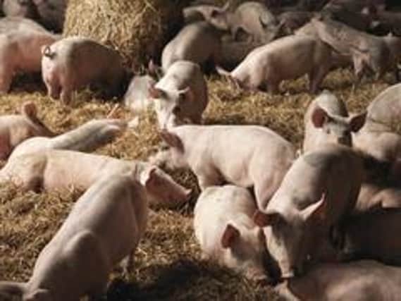The chief vet has issued a warning of the threat posed by African Swine Fever. Pic: Getty Images