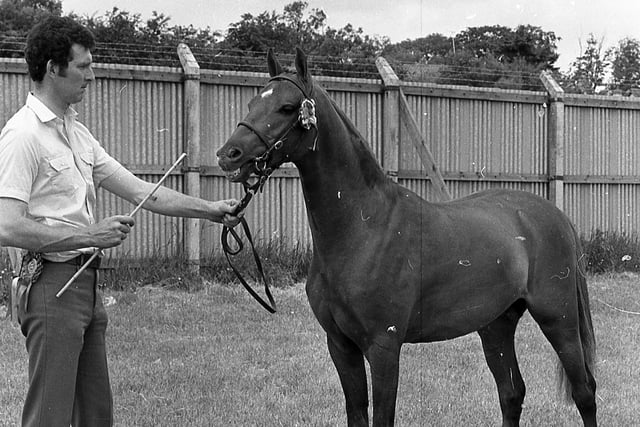 Coveham Inspiration was the champion in the pony breeding classes for the Reverend A S O’Connor, Dungannon, at the Ballymena Show in June 1982. The pony is pictured with Mr Ramsey Stewart at the halter. Picture: Farming Life/News Letter archives