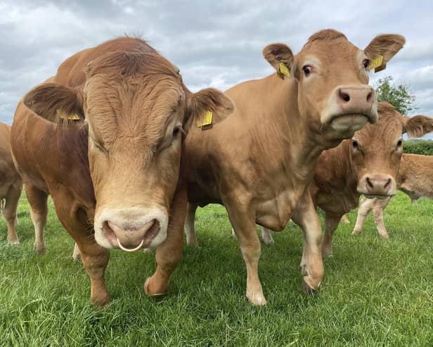 East Londonderry MLA Claire Sugden has welcomed a pledge that tackling the growing prevalence of bovine TB in local farms will be a top priority for the new agriculture minister,