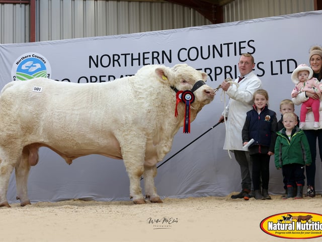 Sale topper - Stranagone Victorious - Reserve Senior Champion - Robert McWilliams - 14,000gns
