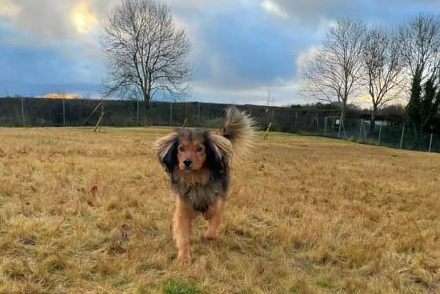 Gorgeous Gusty is a three-year-old Spaniel cross who is renowned for being an entertaining fella who never fails to make you smile. (Pic: Dogs Trust)