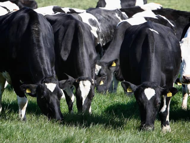 Cows grazing. Pic:  Columba O'Hare