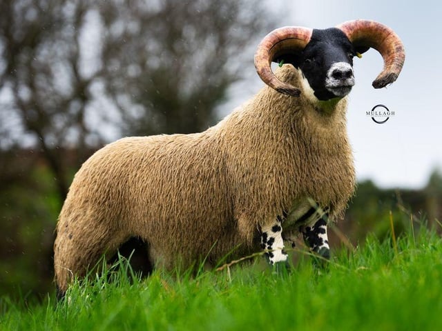 32,000gns from "Rock"