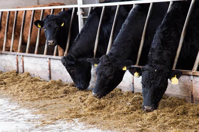 The cows are fed a straw and silage diet until after calving. Pedigree: The Scottish Farmer