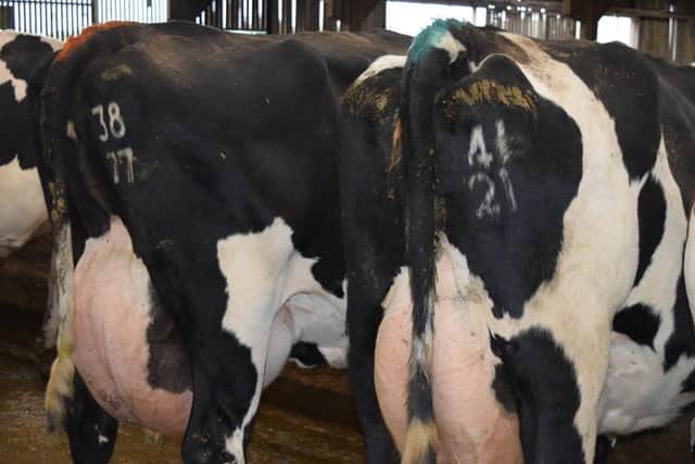 Crossbred Cows (Norwegian Red x Holstein)