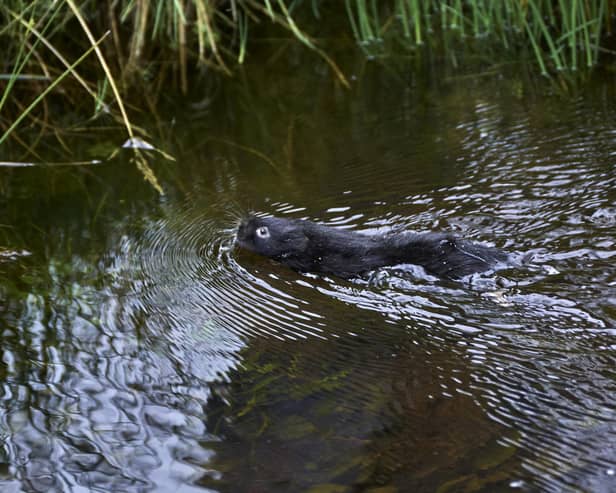 Once a common sight in our rivers, water voles have vanished from the Lake District. In a bid to re-establish this small, yet vital part of the ecosystem, environmental organisations and landowners have joined forces to create the habitat conditions needed to bring back this much-loved creature to Cumbria. Picture: Eden Rivers Trust, Ben Challis