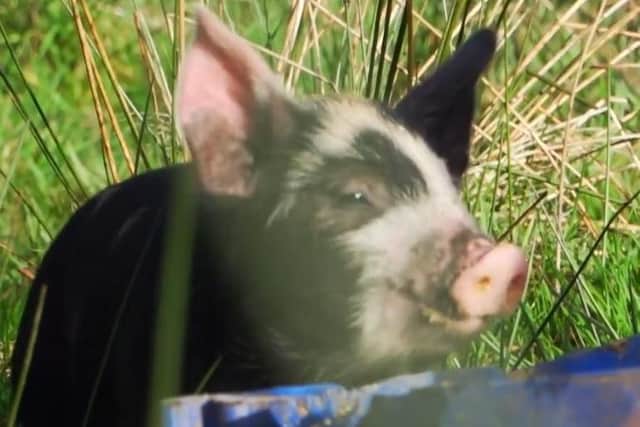 A piglet at Seaview farm