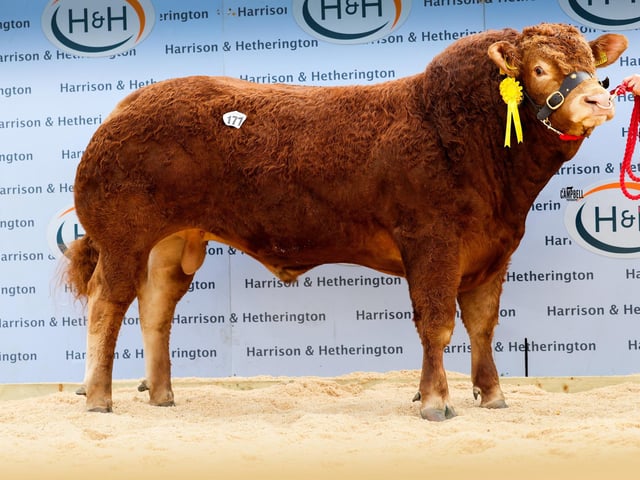 Pabo Allspice 16,000gns