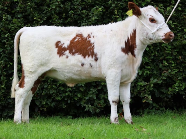 Ravelglen Ramona 3 934 from Brian O'Kane (NI) made £2,050
