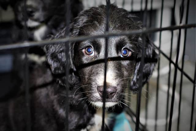 The USPCA are also warning the public to beware of the cruel puppy trade this Christmas and to avoid these illegal breeders at all costs.