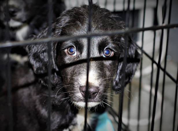 The USPCA are also warning the public to beware of the cruel puppy trade this Christmas and to avoid these illegal breeders at all costs.