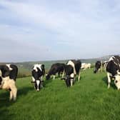 Cows at grass on the Omagh dairy farm of Drew and Val McConnell. Pic: Richard Halleron