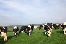 Cows at grass on the Omagh dairy farm of Drew and Val McConnell. Pic: Richard Halleron