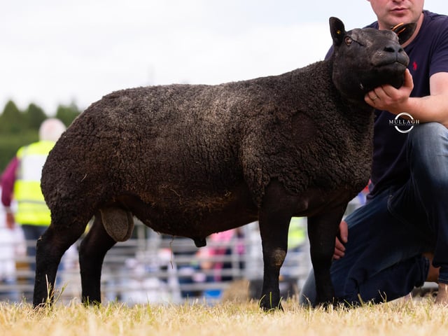 Gary Piggott took the Aged Ram class.