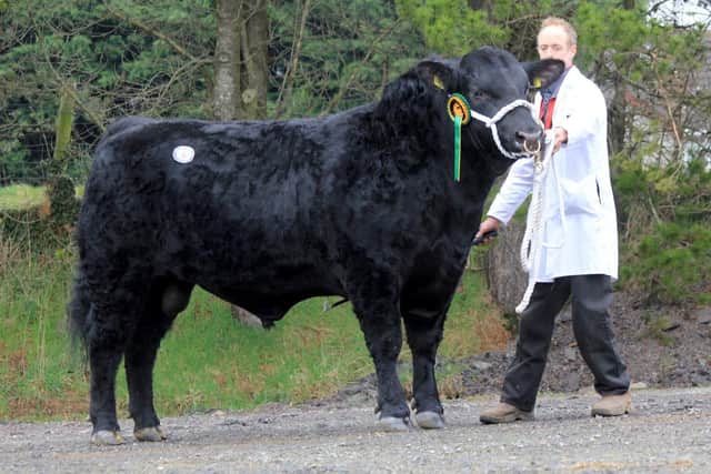 The 5,400gns top price Aberdeen Angus bull at the Native Breeds Show and Sale in Dungannon was  the reserve champion Drumhill Quidsinn X612 bred by Jonathan and Lisa Doyle, Cookstown, and shown by Moses Irwin. Picture: Julie Hazelton