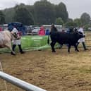 Bull judging at the Castlewellan Show. Picture: Ruth Rodgers