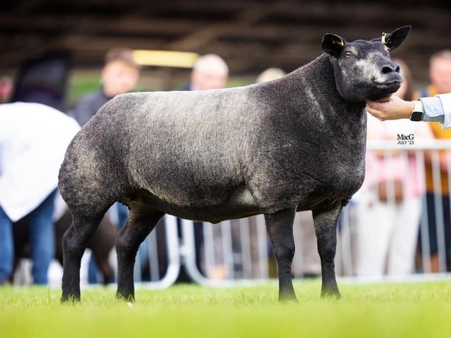 Derg Glitter Triple Royal Show Champion