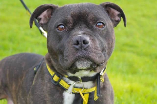 Iggy requires a home with adopters who have the time for an energetic staffie.