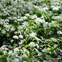 Wild garlic pesto is a great way to use the leaves and you can use it to dress salads, rub on toast and sprinkle with cheese for a snack, serve it on grilled meats, stir into pasta dishes. Picture: David Overend