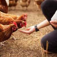 Two separate proposals for chicken sheds have been refused planning permission