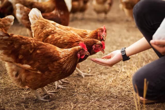 hand feeding several chicken on a farm