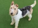 Milo is a very sweet natured, gentle fox terrier, aged between five and seven. (Pic: Dogs Trust)