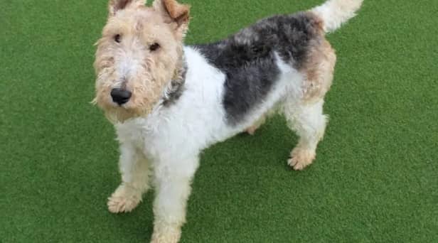 Milo is a very sweet natured, gentle fox terrier, aged between five and seven. (Pic: Dogs Trust)