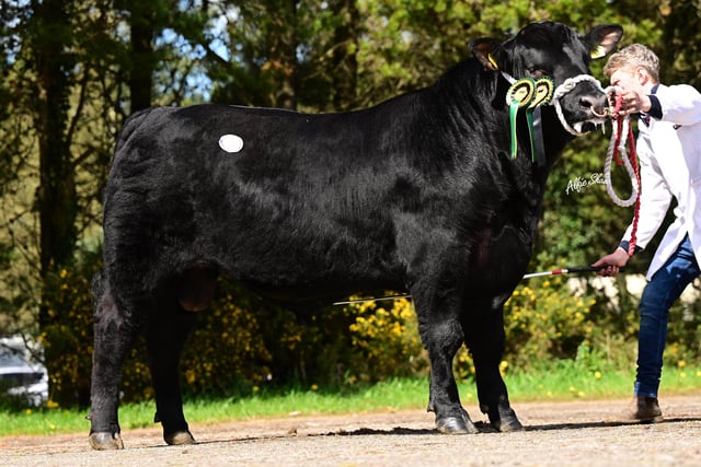 Reserve champion was Bessiebell Lord Tommy Z407 bred by Jack Smyth, Newtownstewart. Picture: Alfie Shaw, Agri-Images