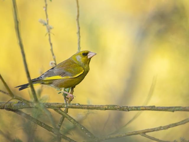 Greenfinch Chloris chloris, adult male perched on branch, Bedfordshire