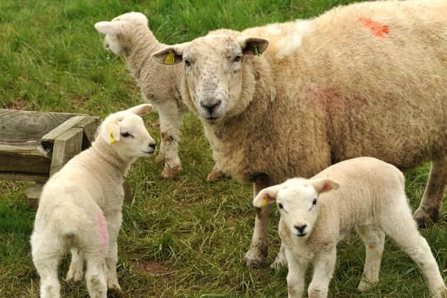 AFBI wishes to advise sheep farmers of the likely risk of Nematodirus worm infection in young lambs.