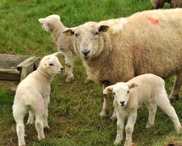 AFBI wishes to advise sheep farmers of the likely risk of Nematodirus worm infection in young lambs.