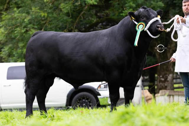 First prize senior bull was Island Farm Master Missie T854, owned by Ivan Forsythe, Coltrim Herd, Moneymore. Picture: David Porter/Mullagh Photography 