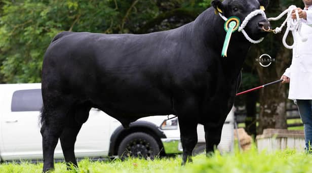 First prize senior bull was Island Farm Master Missie T854, owned by Ivan Forsythe, Coltrim Herd, Moneymore. Picture: David Porter/Mullagh Photography 