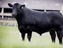 An Aberdeen Angus bull