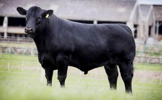 An Aberdeen Angus bull