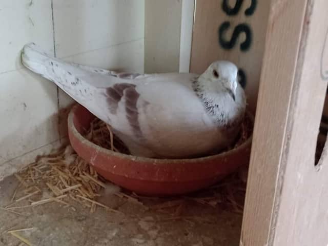 R&S Malcomson of Harmony HPS Mealy Grizzle sitting tight on her nest in cracking order after flying home from France on the 2nd morning at 7.49 am From the best of his old lines the label on the wood says it.